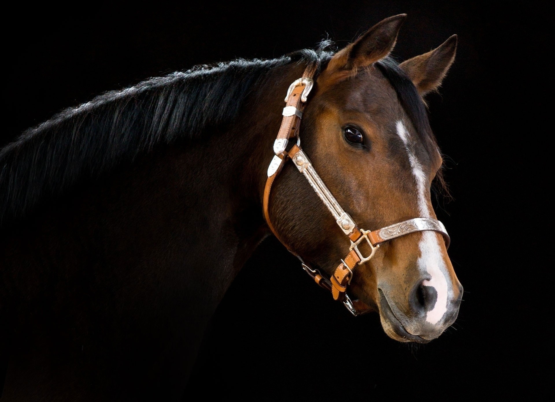 cheval dents fond sombre tête