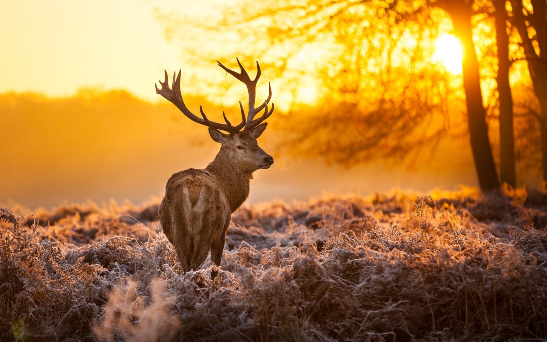 ciervos hierba escarcha puesta de sol naturaleza