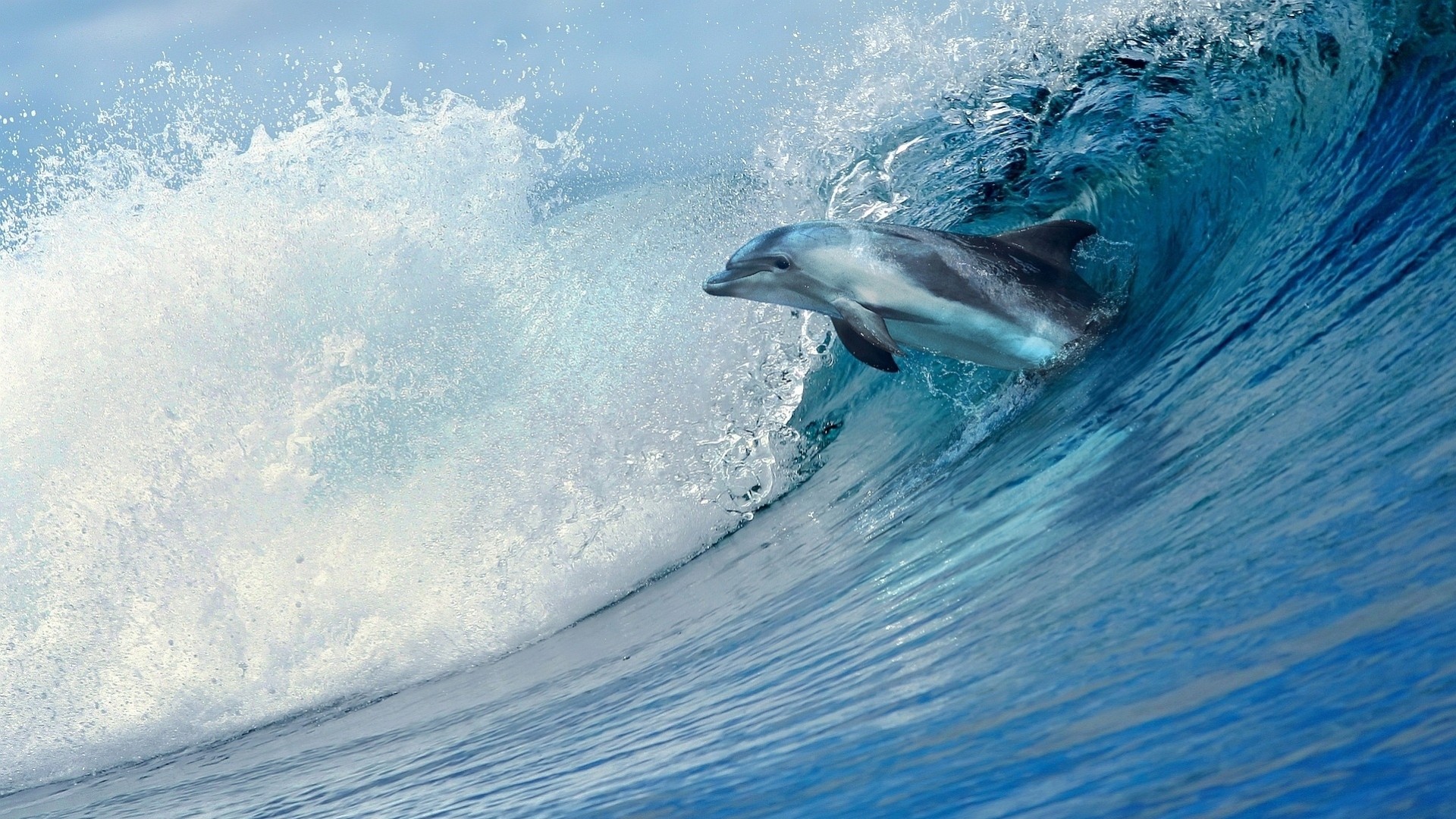 onda mare delfino