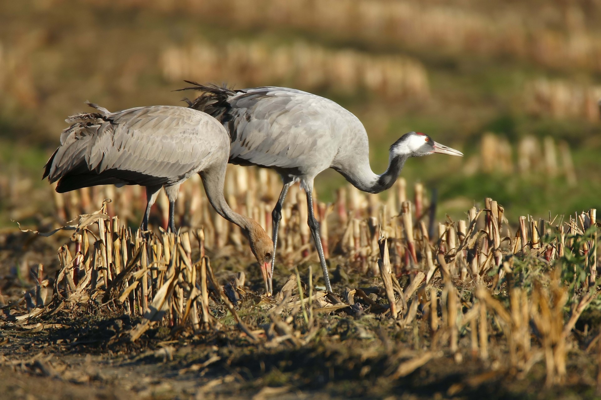 birds walk grass crane