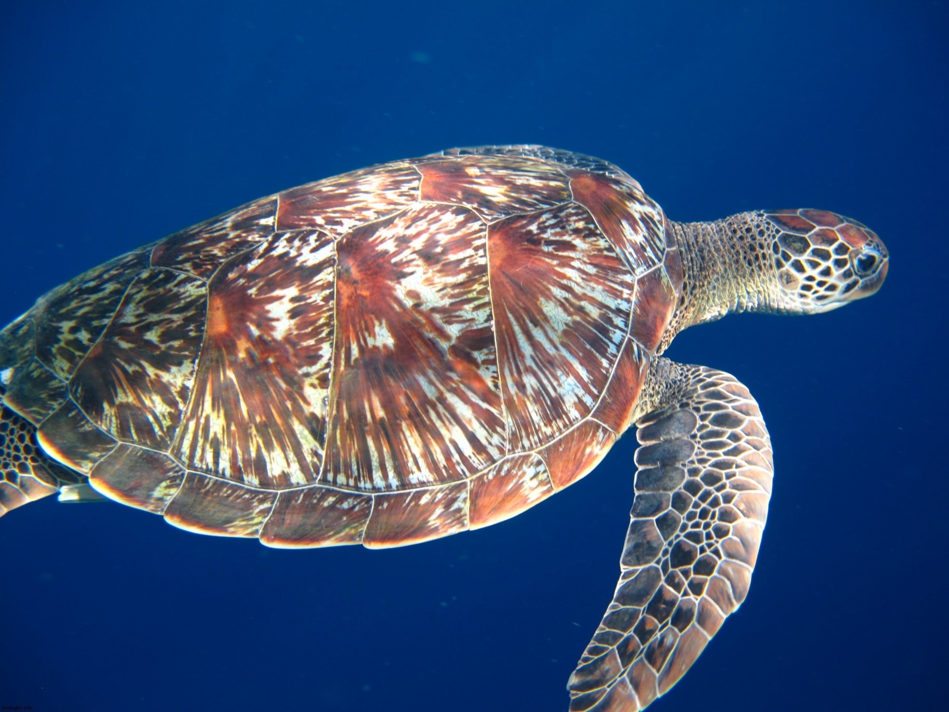 mears sea turtle feet