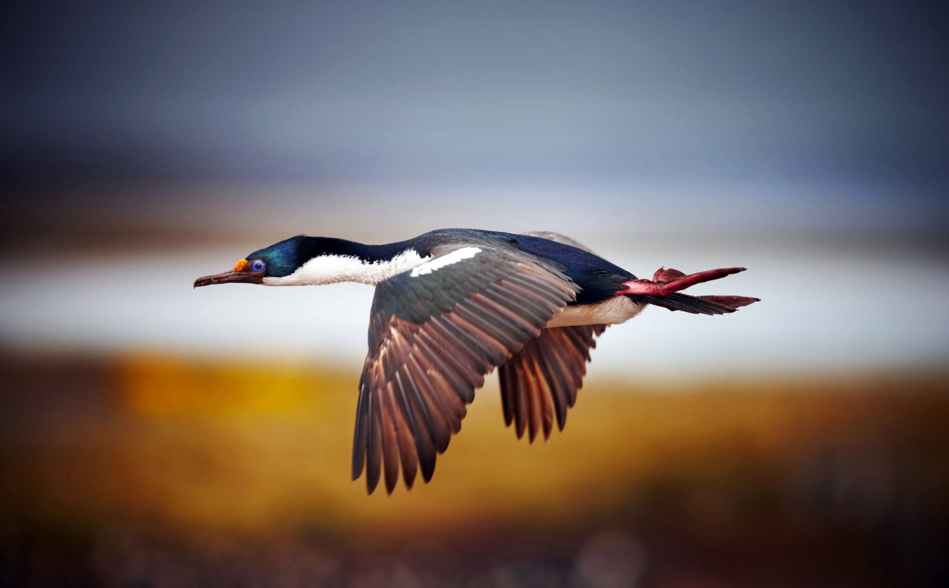 aves pico plumas alas aleteo