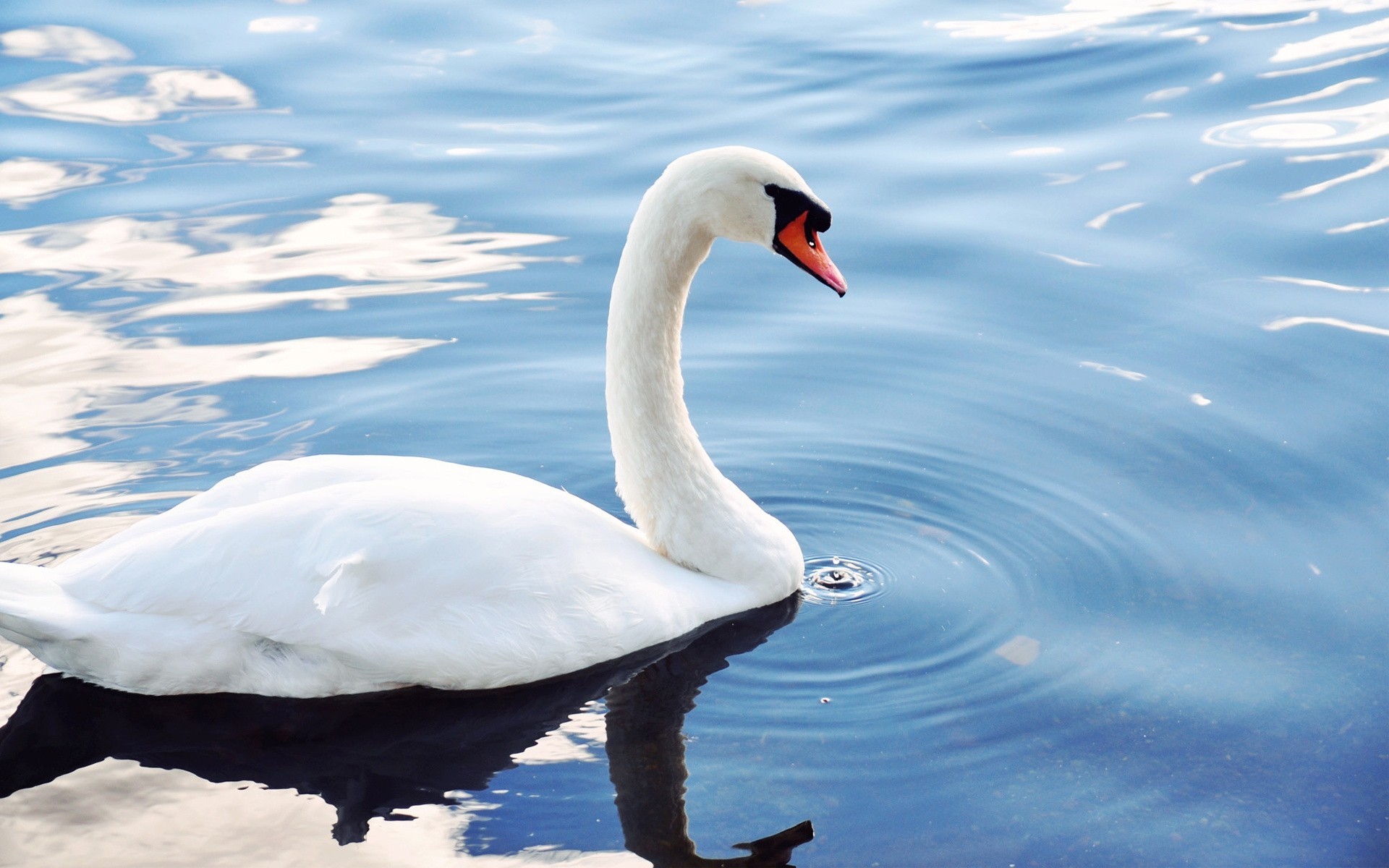 falls swan birds pond water white