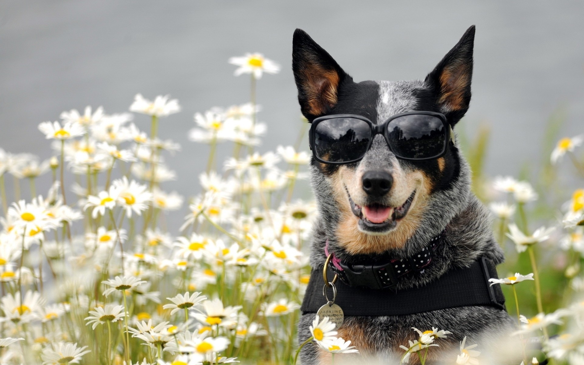 margaritas perro gafas de sol