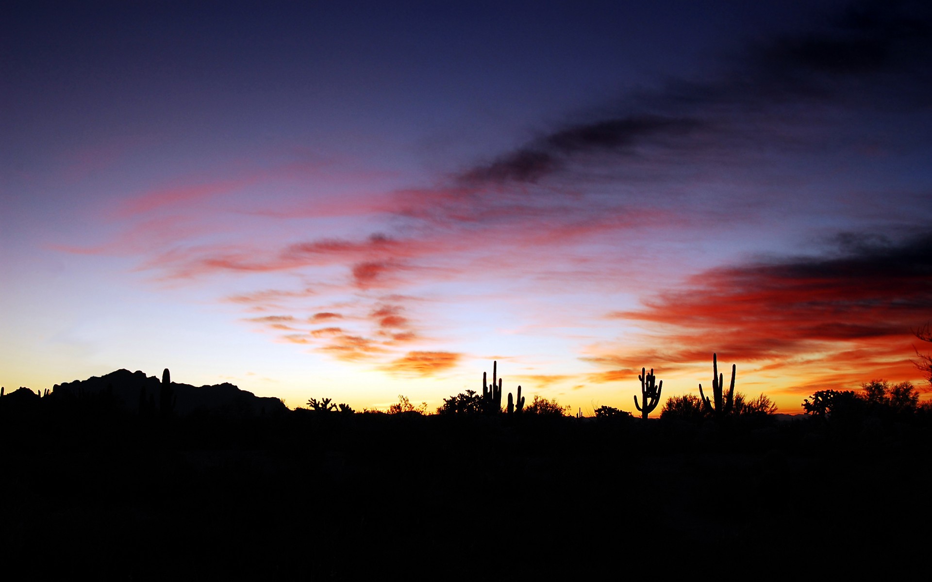 arizona cactus coucher de soleil