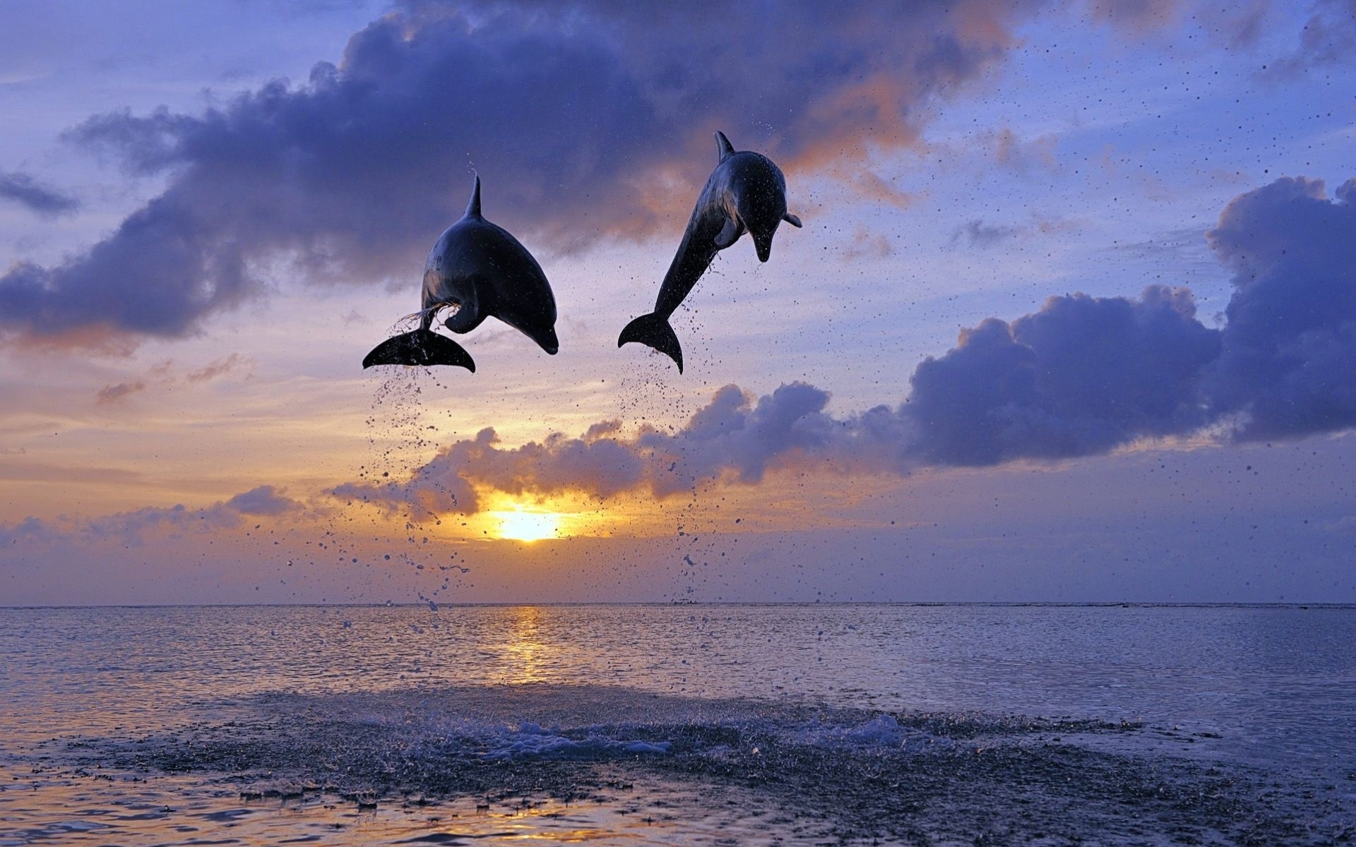 dauphins saut coucher de soleil océan eau nuit mer dauphin