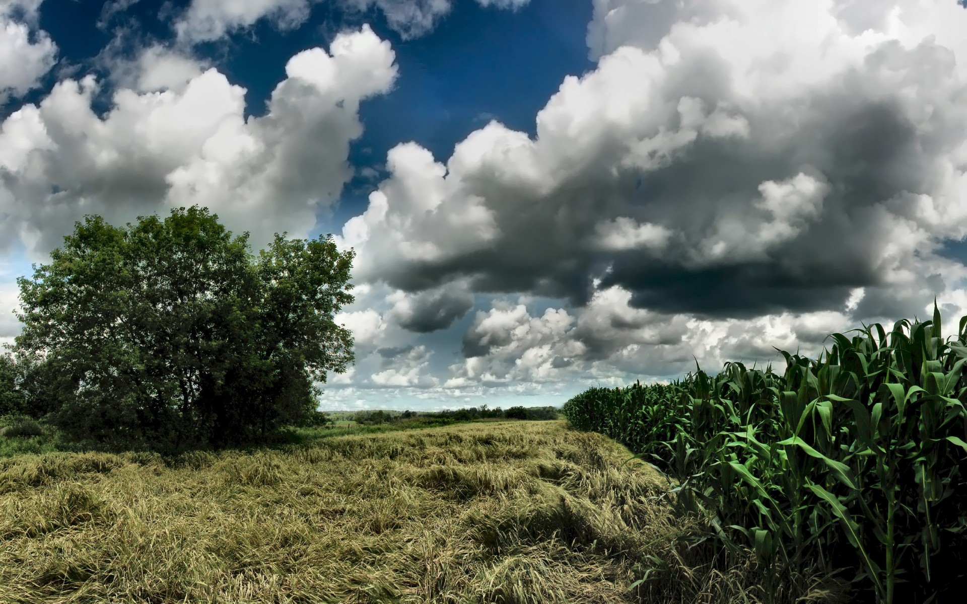 hierba nubes árbol maíz