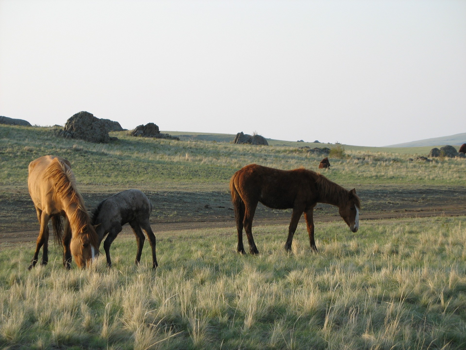 die steppe von orenburg steine pferde