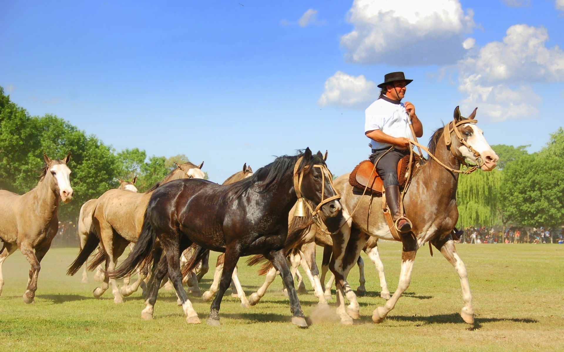 troupeau animaux course chevaux