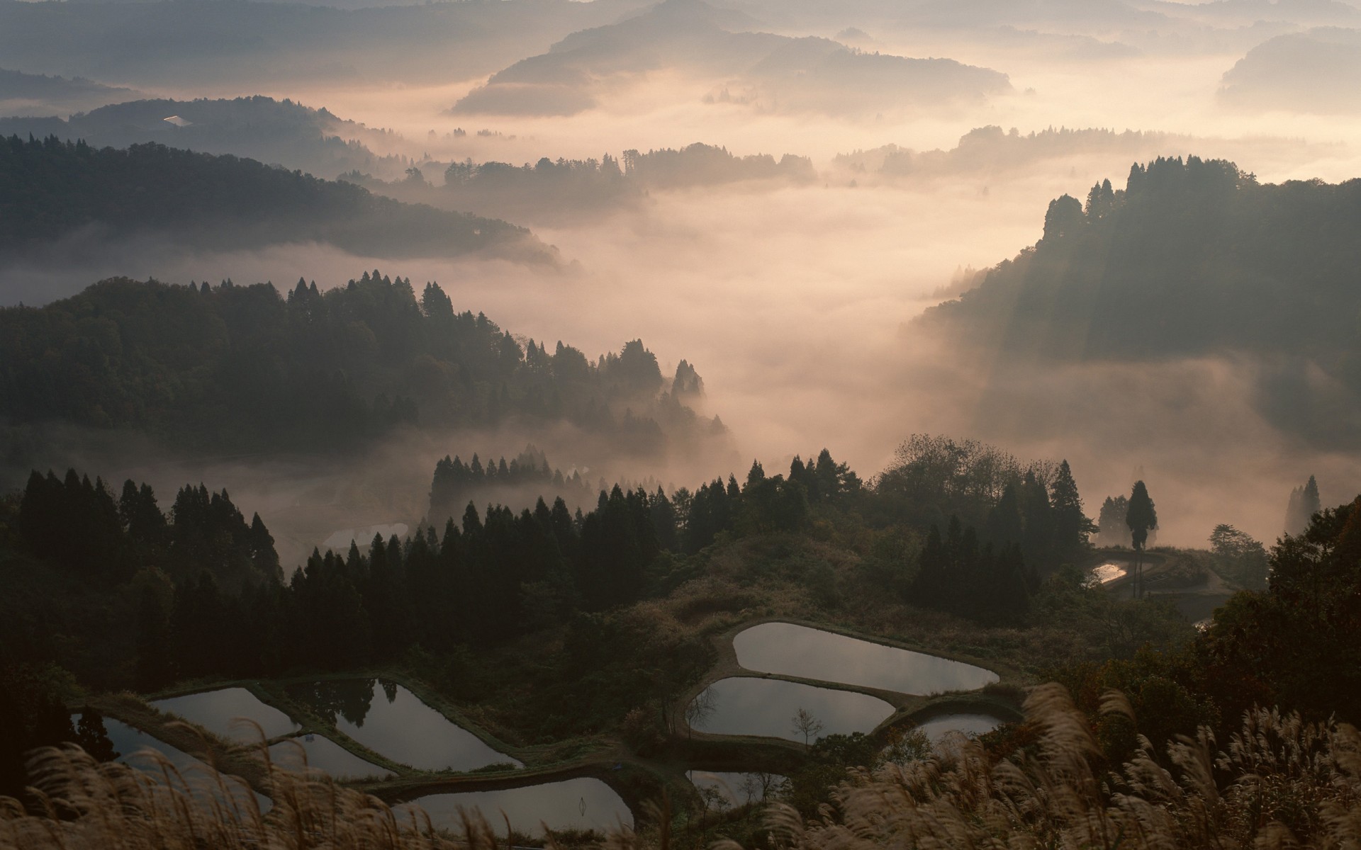 japan fog forest