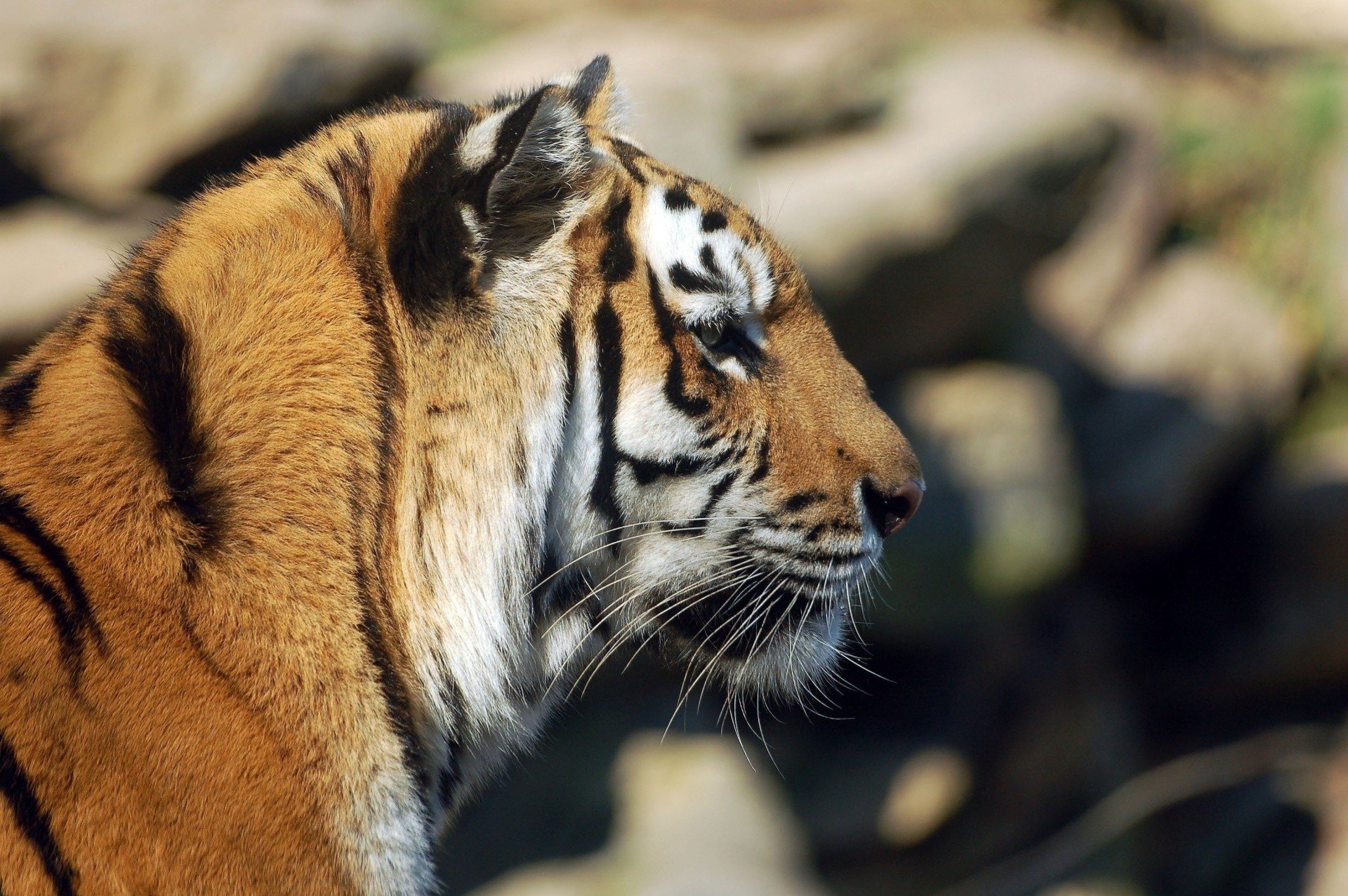 gato salvaje perfil dientes tigre