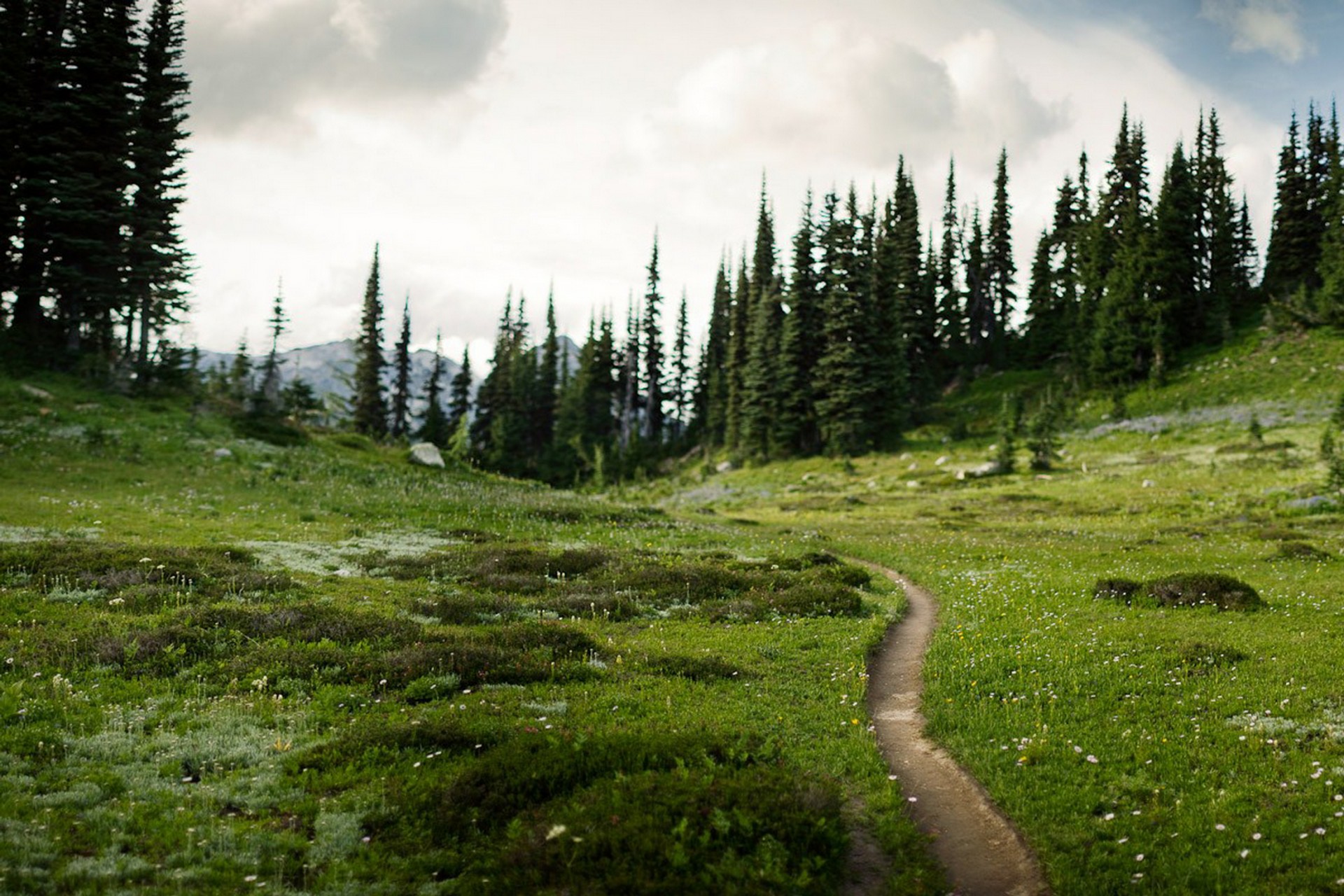 the field forest summer path