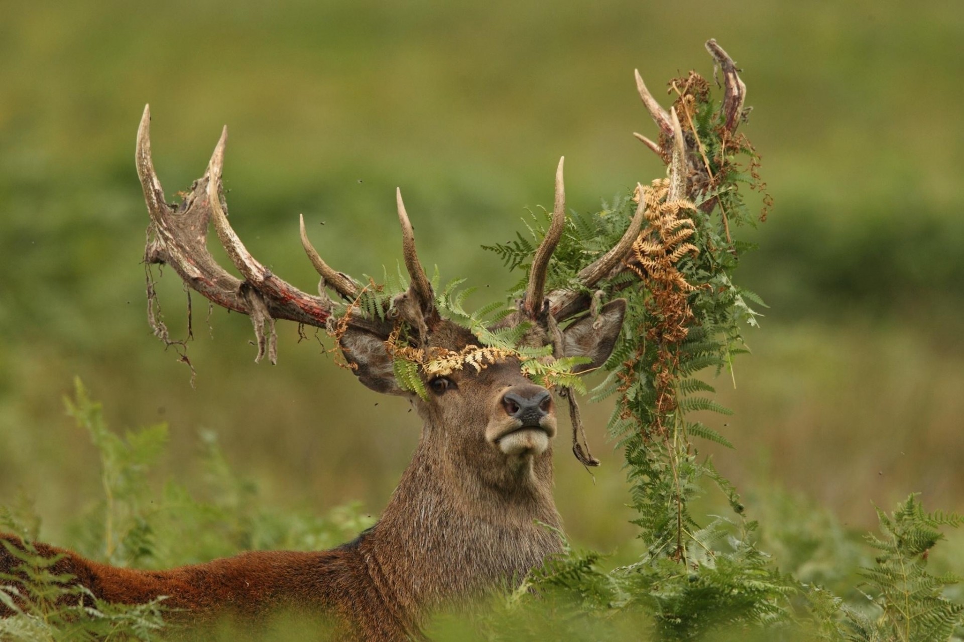 fern reindeer horn