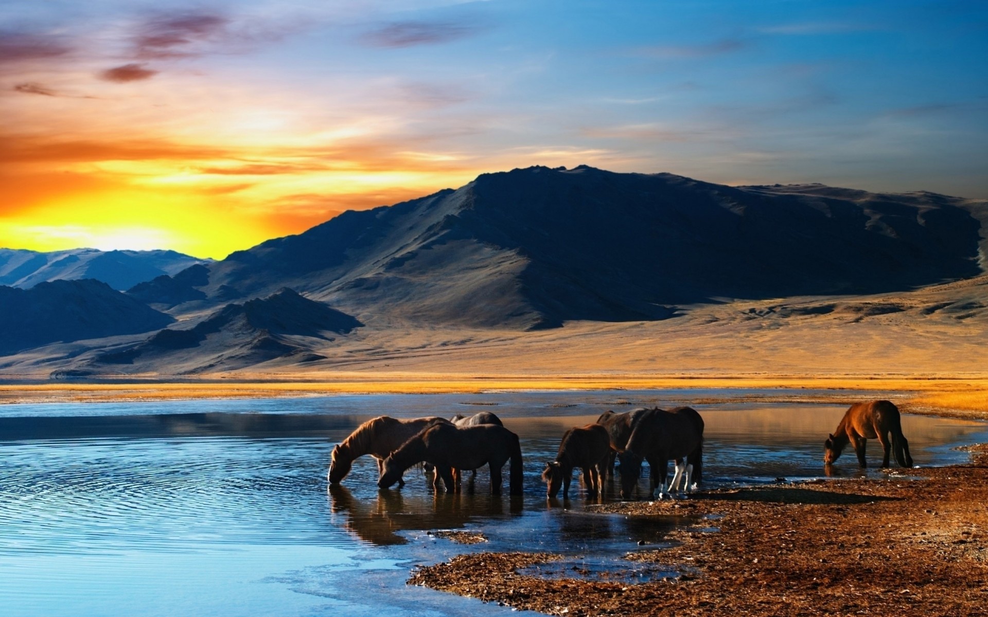 pferde sonnenuntergang ufer wasser herde krabbe berge trinken