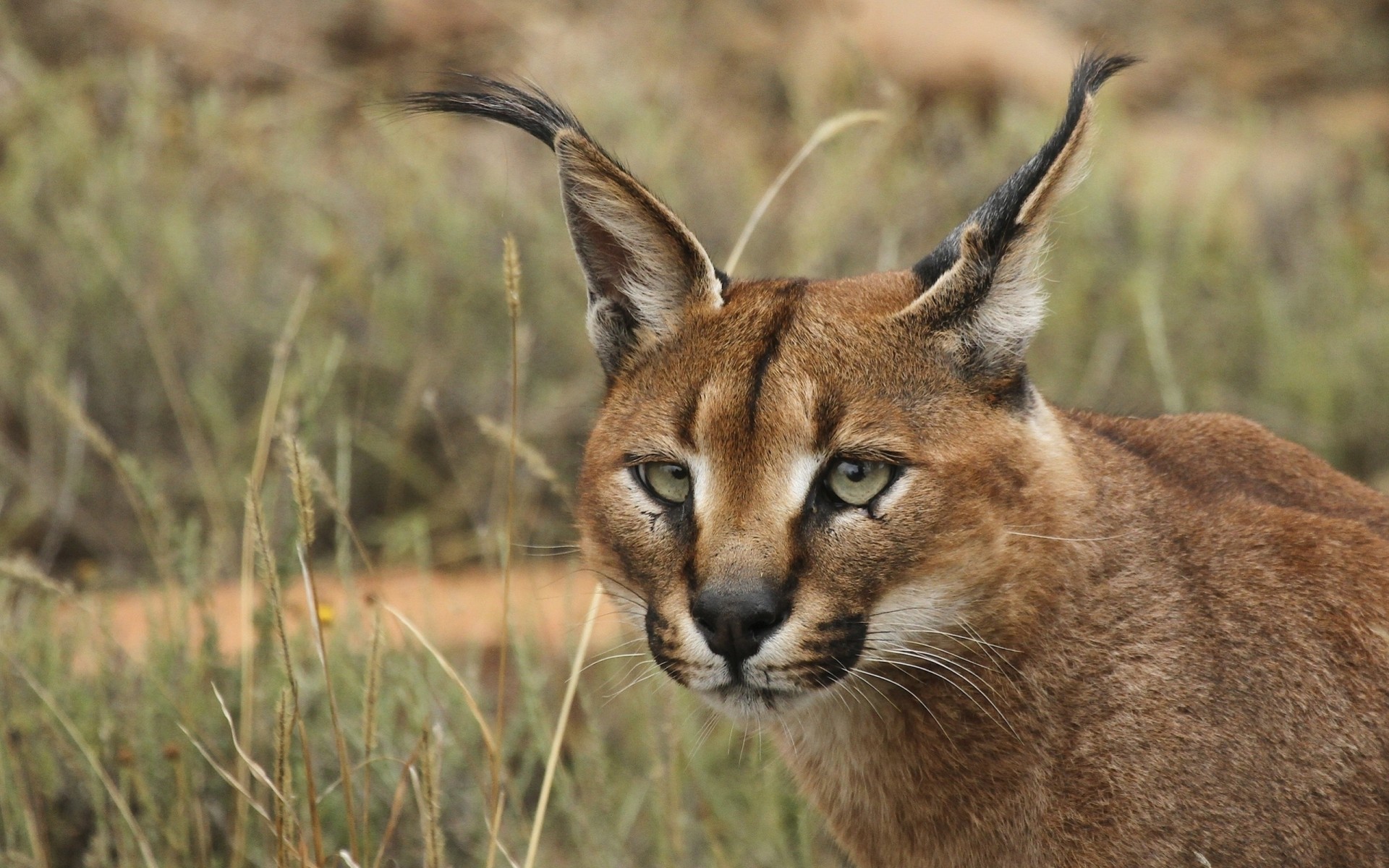 gato salvaje caracal dientes vista