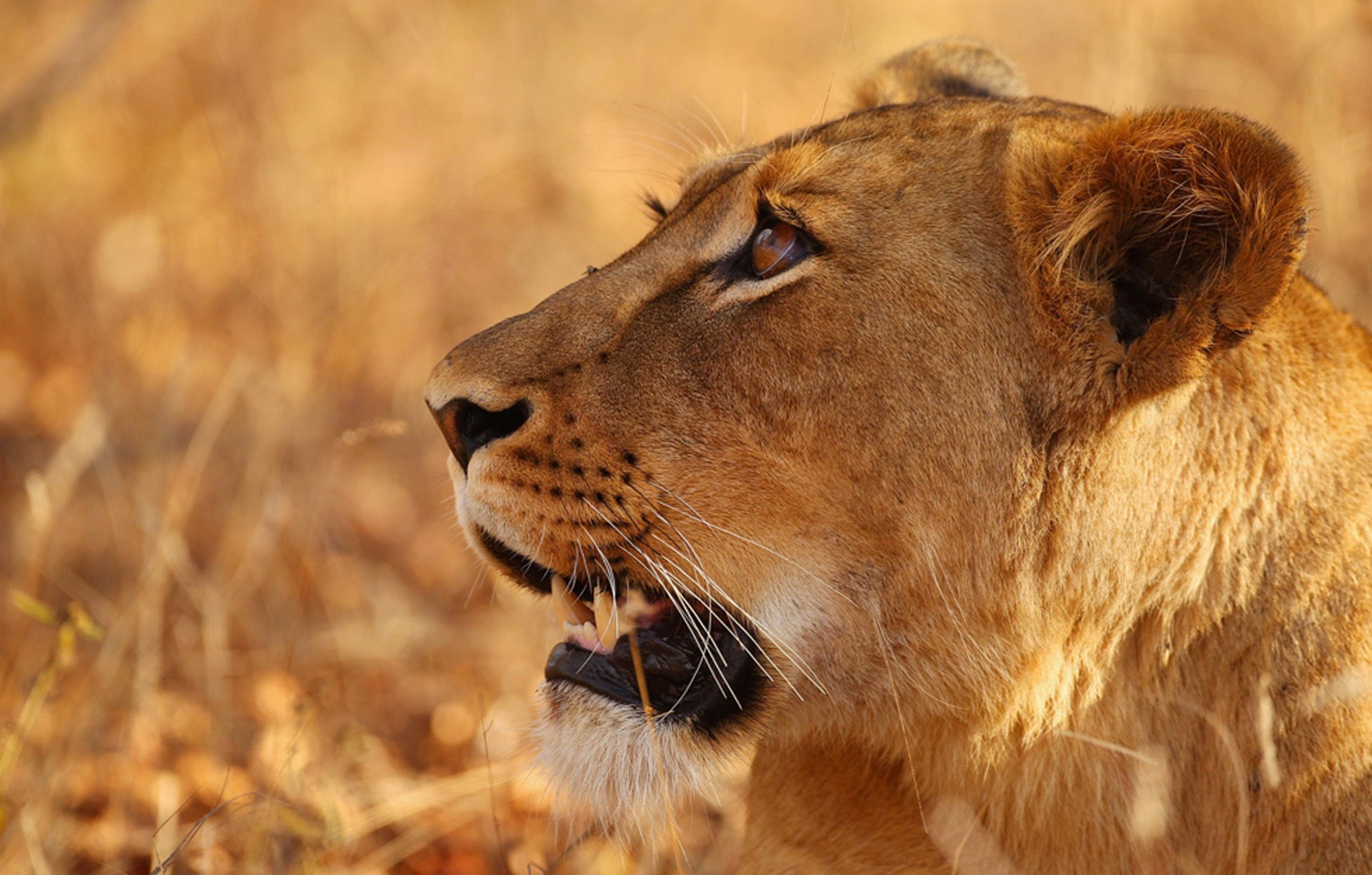 africa lioness lion nature safari family hunt leo pride