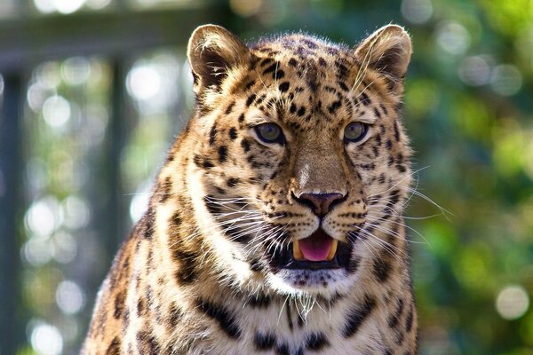 Moustached leopard shows tongue