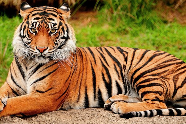 A resting tiger is lying on the ground