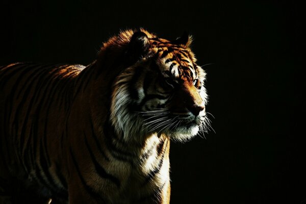 Tigre è un gatto selvatico su sfondo scuro