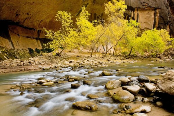 A fast mountain stream and trees in autumn colors