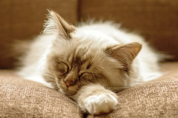 Fluffy cat is sleeping sweetly