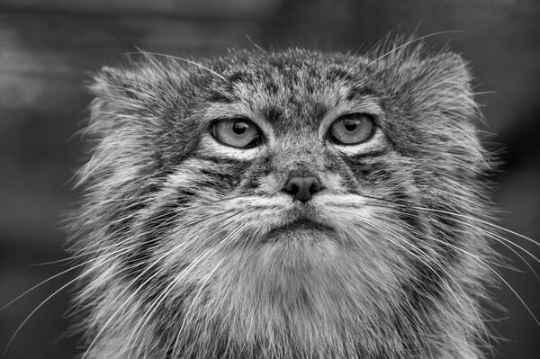 Hermoso retrato de un gato salvaje