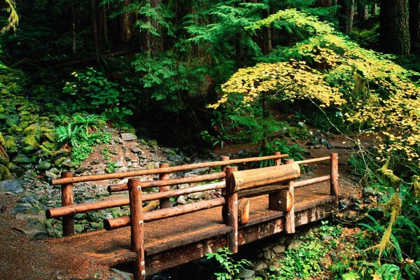 Piccolo ponte di legno nella foresta
