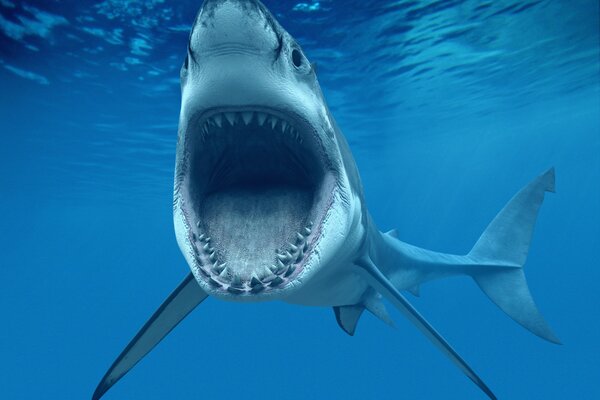 The most dangerous white shark