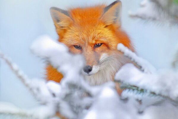 Roter Fuchs auf weißem Schnee Hintergrund