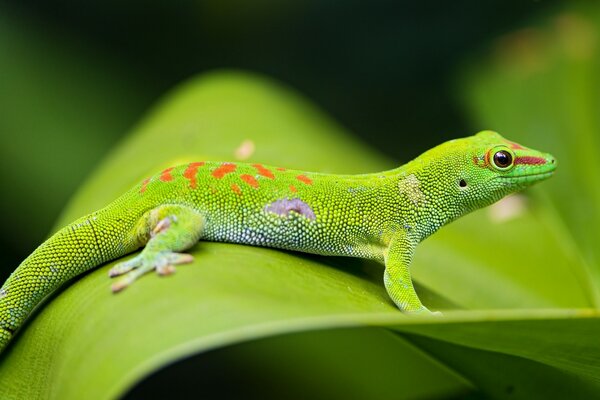 Eine Eidechse, die wie ein Gecko aussieht