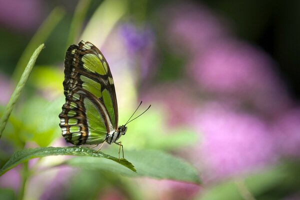 Green butterfly close-up