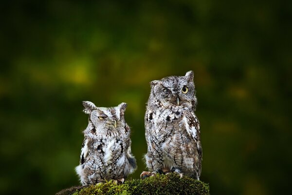 Two owls with a funny look