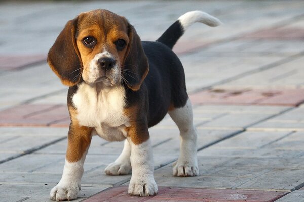 Il cane è il migliore amico dell uomo