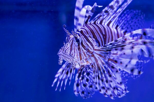 Pesce zebra dai colori vivaci con pinne lunghe