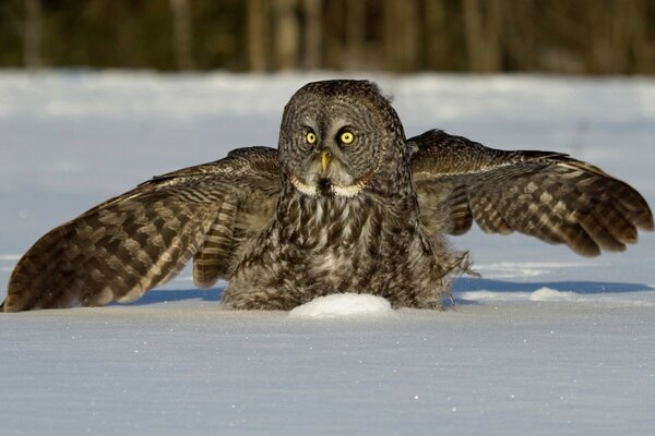 An owl with outstretched wings in the snow