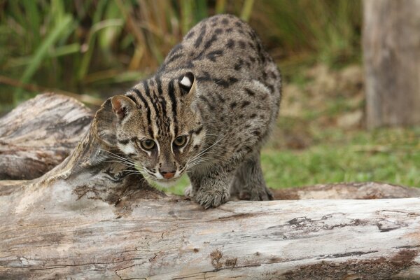 Wildkatze fängt Fische