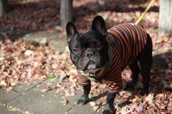 A French bulldog in a striped jacket on a leash in the autumn on a walk looks at the camera