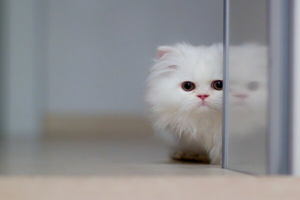 Un gato blanco se asoma por la esquina