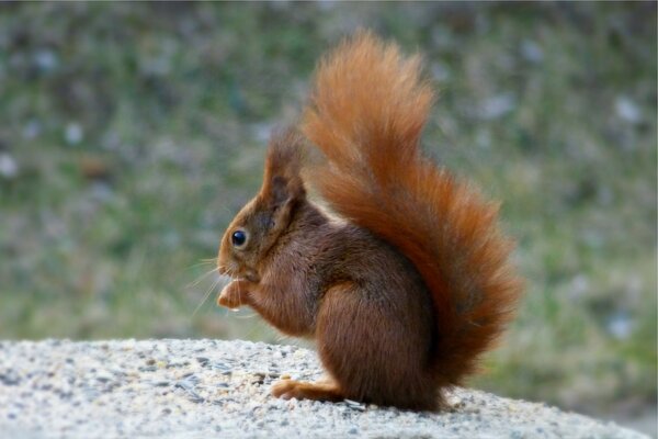 Squirrel with a big tail on a rock