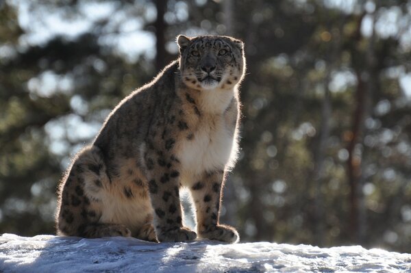 Gatto selvatico leopardo