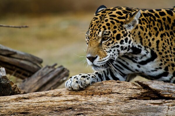 A beautiful jaguar steals me by the tree