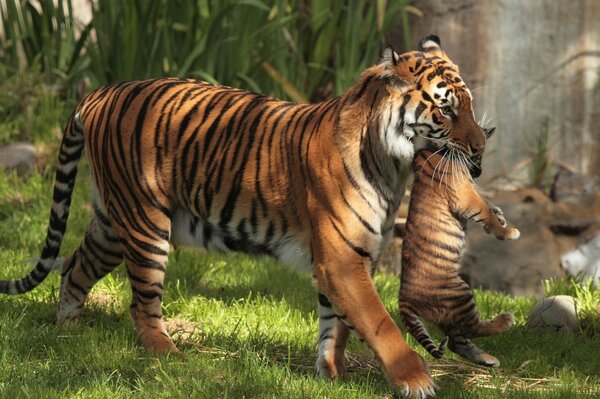 La mamma tigre porta un cucciolo tra i denti