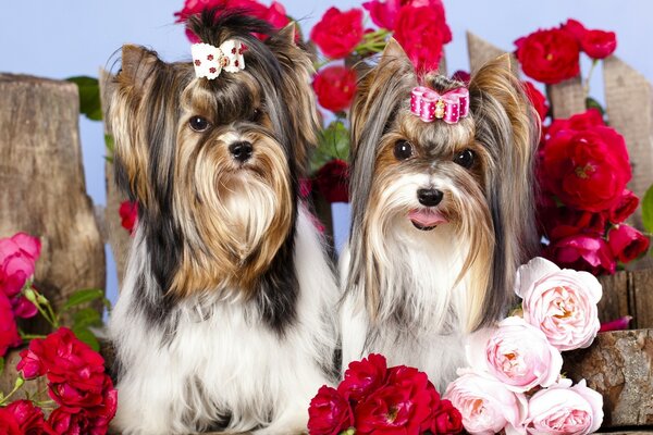 Two lapdogs among the roses