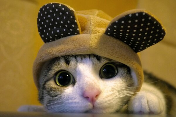 A cat with big eyes in a hat