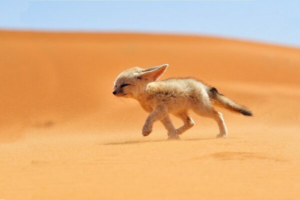 Ein kleiner Fuchs läuft durch den Sand