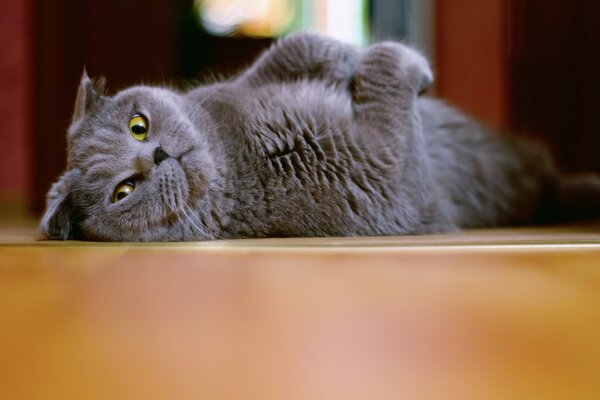 British cat lazily lying on the floor