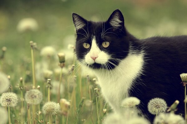Черно белый кот среди одуванчиков