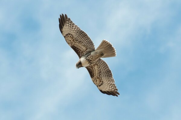 Der Falke fliegt hoch in den Himmel