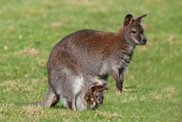 Kangaroo with cubs in a bag in the field