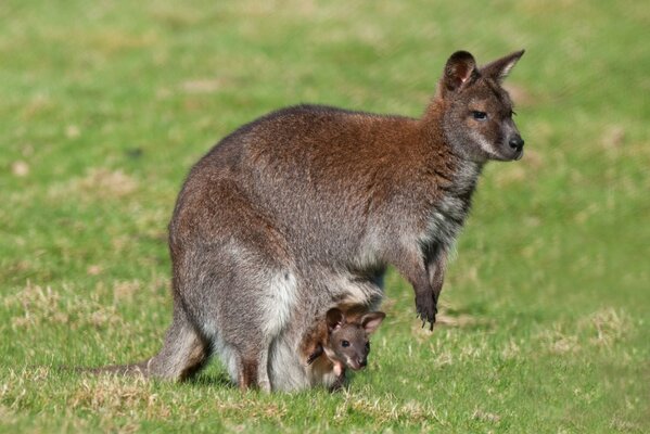 Canguro con cachorros en una bolsa en el campo